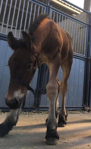 Poulain de trait
